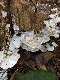 Laetiporus sulphureus image