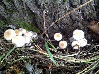 Agrocybe cylindracea image