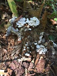 Laetiporus sulphureus image