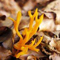 Calocera viscosa image