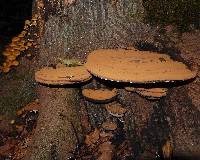 Ganoderma applanatum image