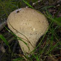 Lycoperdon perlatum image