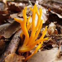 Calocera viscosa image