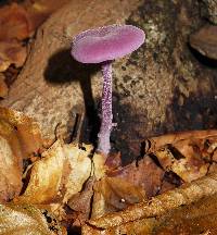 Laccaria amethystina image