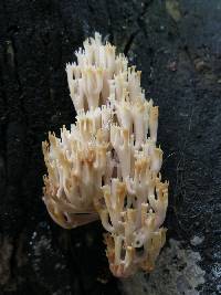 Artomyces pyxidatus image