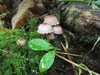 Mycena haematopus image