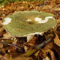 Image of Russula cyanoxantha