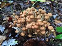 Armillaria tabescens image