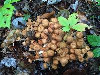 Armillaria tabescens image