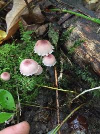 Mycena haematopus image