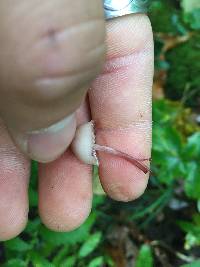 Mycena haematopus image