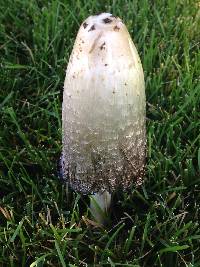 Coprinus comatus image