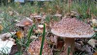 Amanita rubescens image