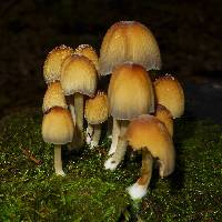 Coprinellus micaceus image