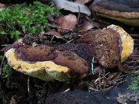 Image of Boletus annulatus