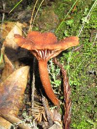 Lactarius rubidus image