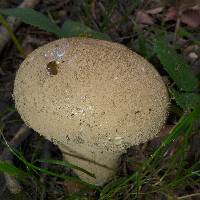 Lycoperdon perlatum image