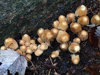 Coprinellus micaceus image