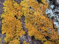 Xanthoria parietina var. parietina image