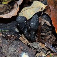 Xylaria polymorpha image