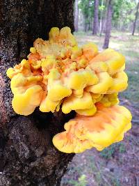 Laetiporus sulphureus image