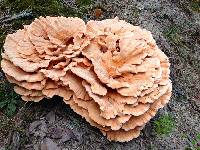 Laetiporus sulphureus image