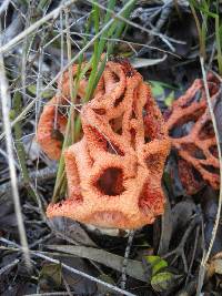 Clathrus ruber image