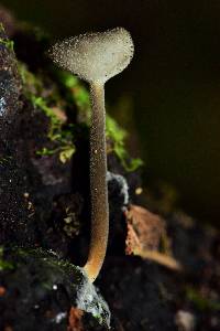 Helvella macropus image