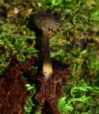 Helvella macropus image