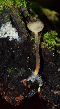 Helvella macropus image