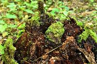 Helvella macropus image