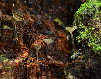 Helvella macropus image