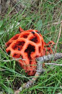 Clathrus ruber image