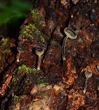 Helvella macropus image