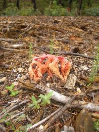 Clathrus ruber image