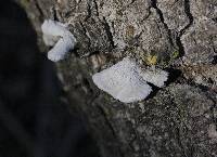 Schizophyllum commune image