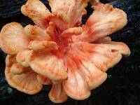 Laetiporus sulphureus image