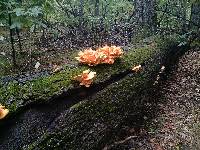 Laetiporus sulphureus image