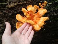 Laetiporus sulphureus image