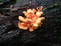 Laetiporus sulphureus image