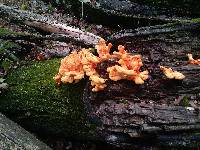 Laetiporus sulphureus image