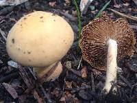 Agrocybe putaminum image