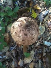 Macrolepiota procera var. procera image