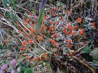 Cladonia cristatella image