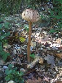 Macrolepiota procera var. procera image