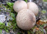 Lycoperdon pyriforme image