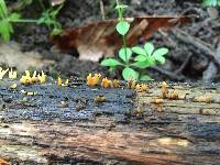 Calocera cornea image