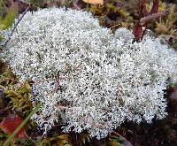 Cladonia mitis image