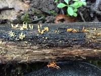 Calocera cornea image