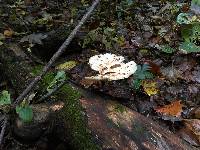 Polyporus squamosus image